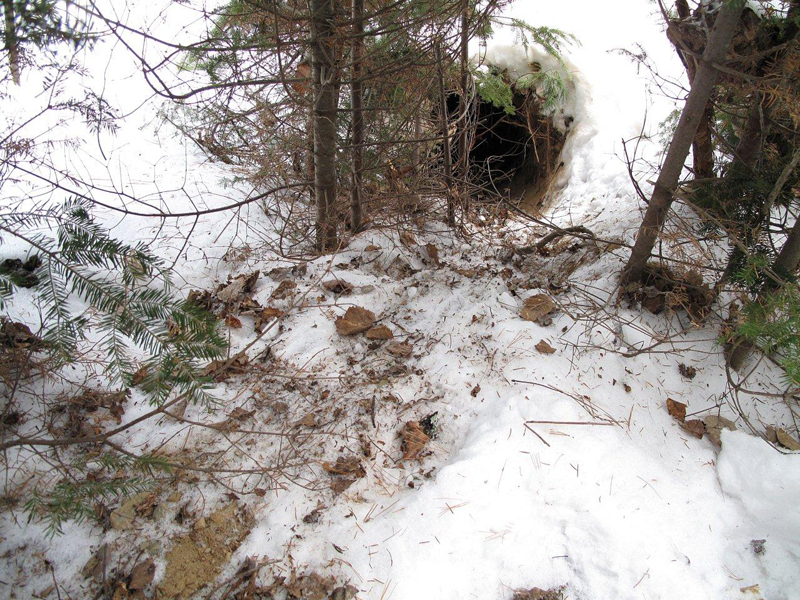 Donna's den - January 18, 2010