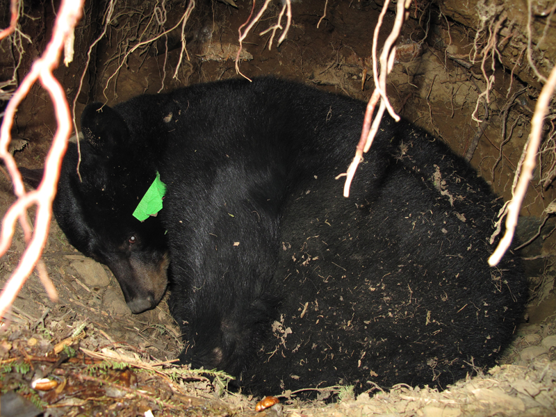 Donna in den - March 13, 2010