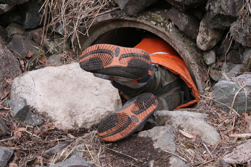 Eli crawling into Jo's culvert den - March 29, 2010