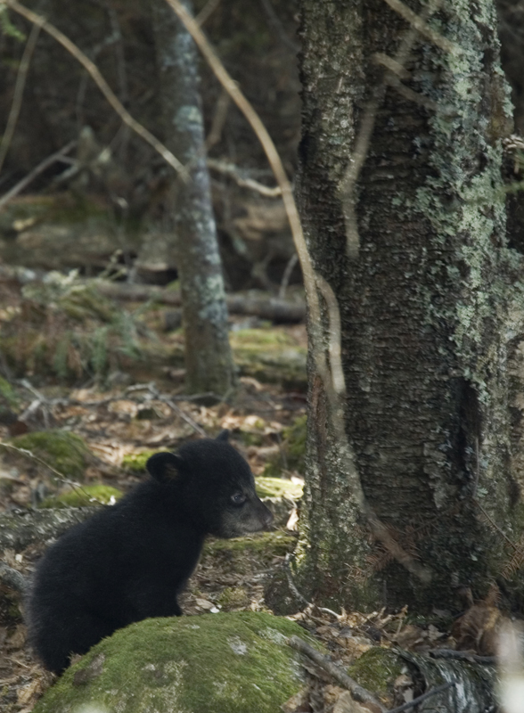 Hope at birch tree - March 31, 2010
