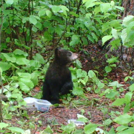 Hope at feeding station - June 6, 2010