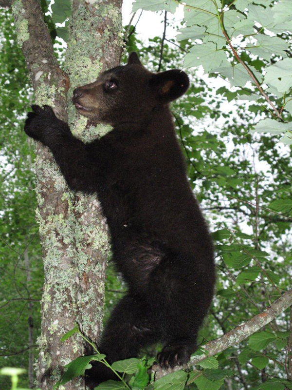 Hope in maple - June 12, 2010