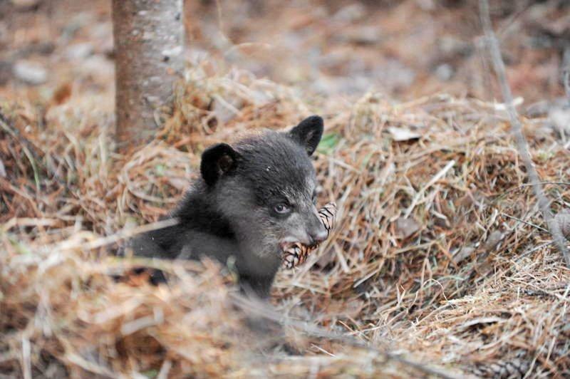 Hope chewing on white pine cone - April 7, 2010