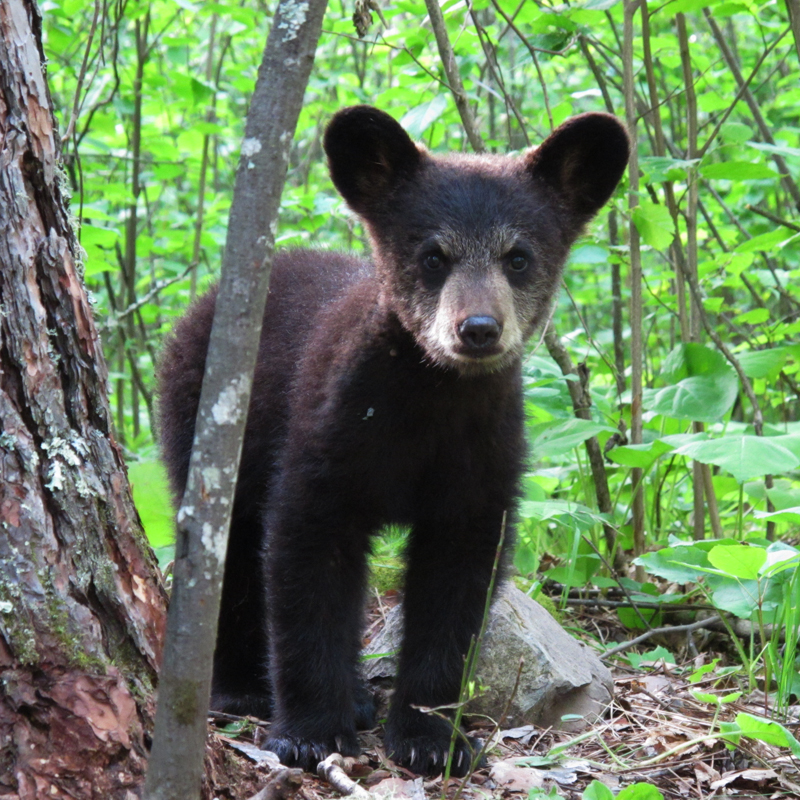 Hope by red pine - June 7, 2010