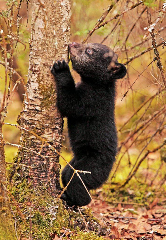 Hope starting up birch tree