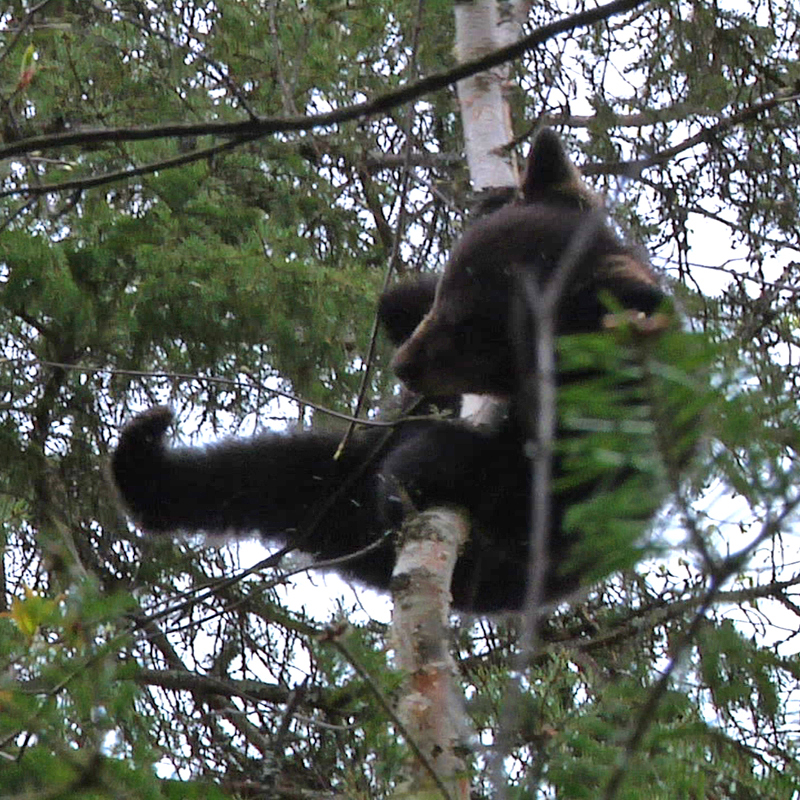 Hope high in a birch - April 24, 2010