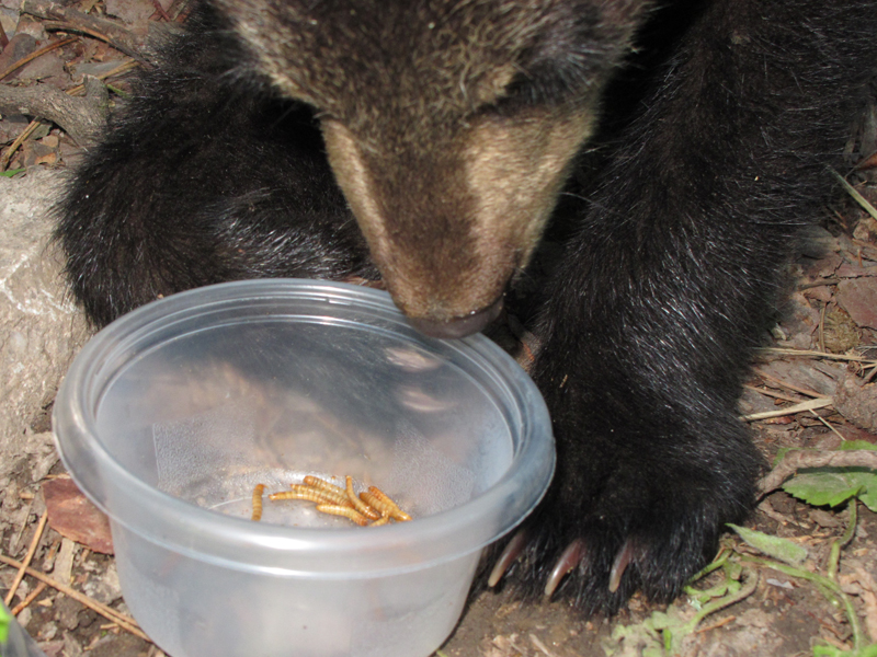 Hope eating mealworms - June 7, 2010