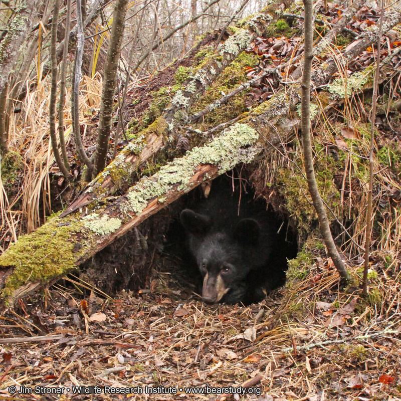 Hope_in_den_-_20101025