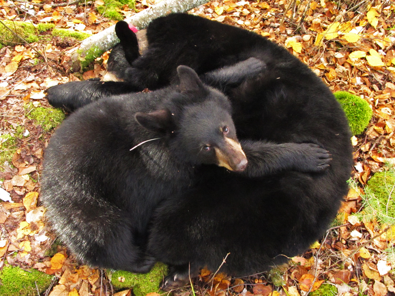 Hope leaning on Lily - Sept 28, 2010