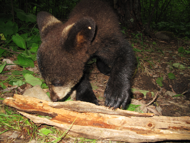 Hope pawing at log - June 14, 2010