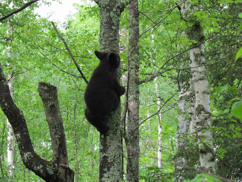 Hope scampering up tree - June 5, 2010
