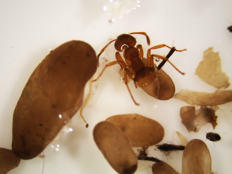 Hope_scat_-_20100708a