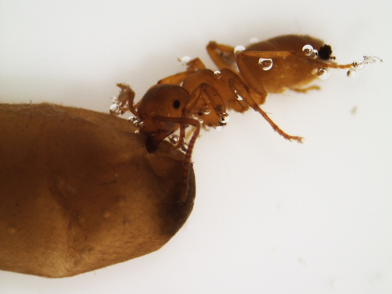 Hope_scat_-_20100708b