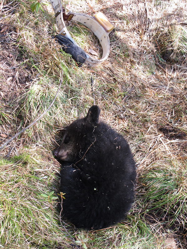 Hop _sleeping next to Lily's collar