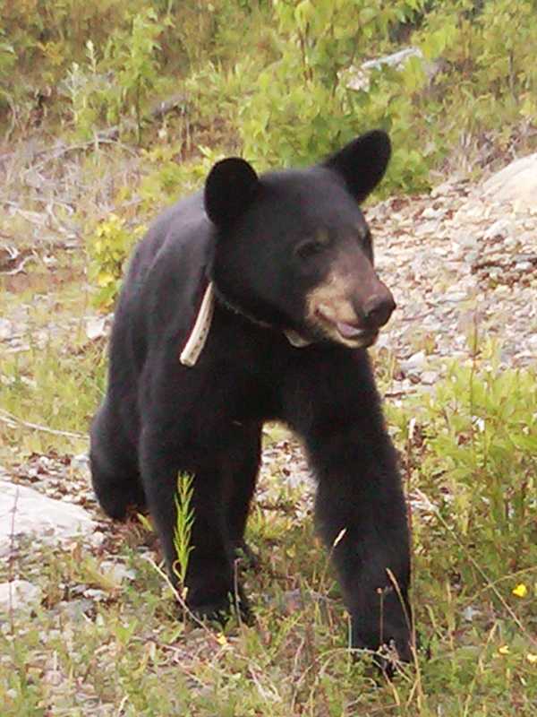 Jewel - July 15, 2010