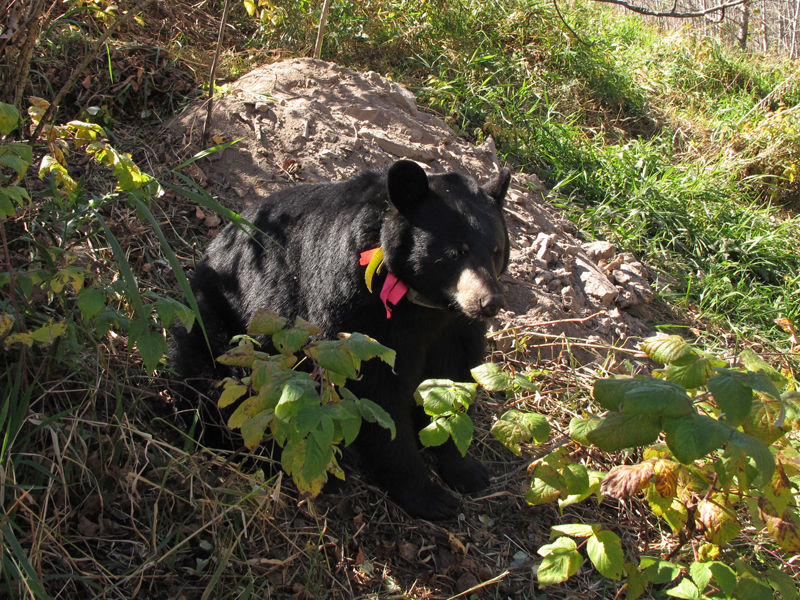 Jo_at_den_-_20101007