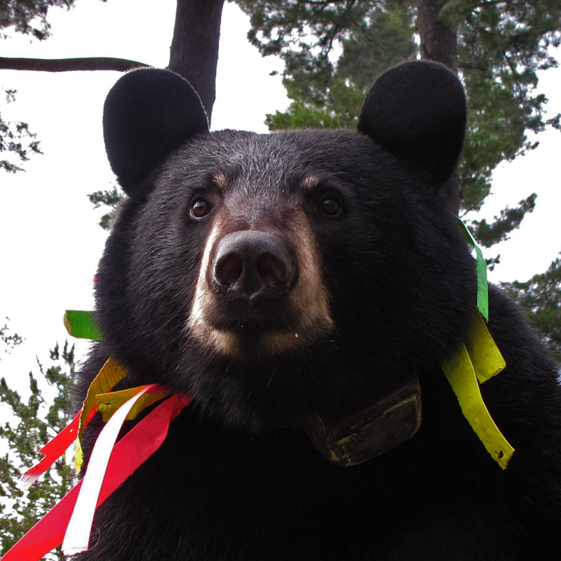 Jo bear - September 9, 2010