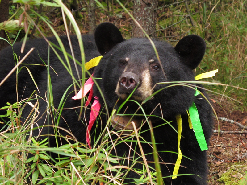 Jo bear - September 16, 2010