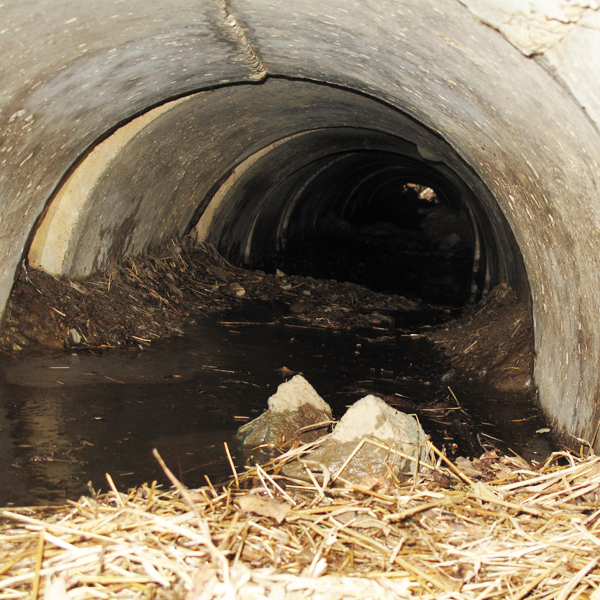 Jo's empty den - March 24, 2010