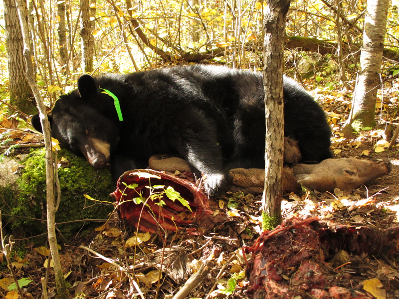 Jo resting on deer carcass - Sept 26, 2010