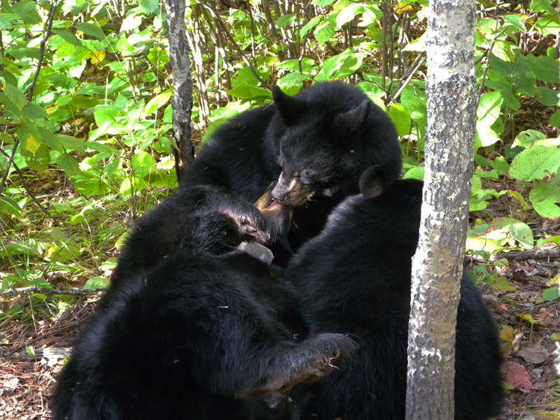 Juliet and cubs - September 9, 2010