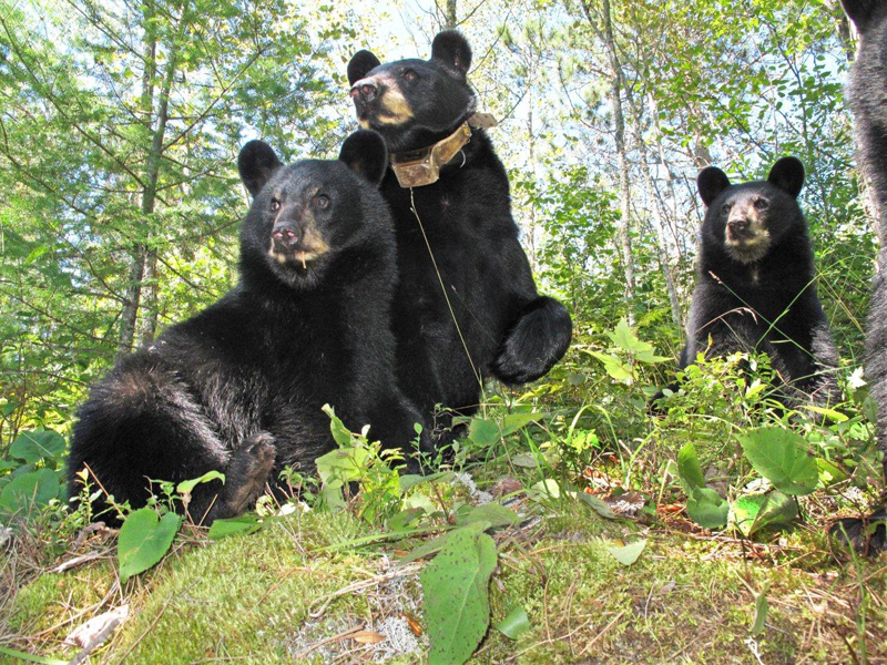 Juliet & cubs - August 17, 2010