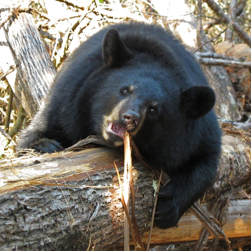 Juliet_cub_stripping_cedar_-_20101005