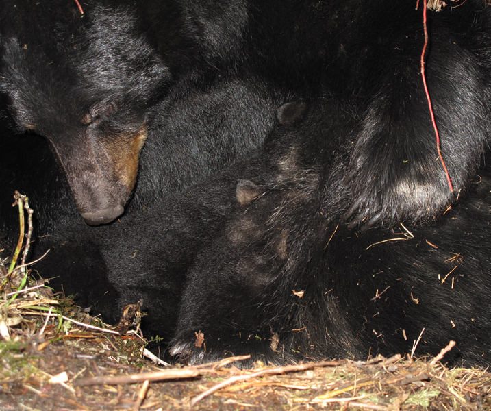 Juliet_cubs_March-14-2010