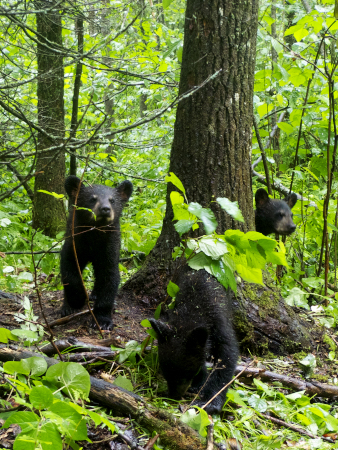 Juliet's 3 cubs