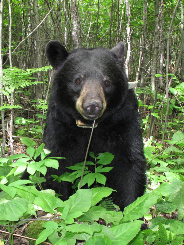 June - June 10, 2010