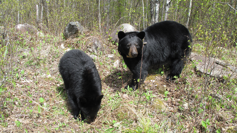 June and yearling Jorday - May 8, 2010