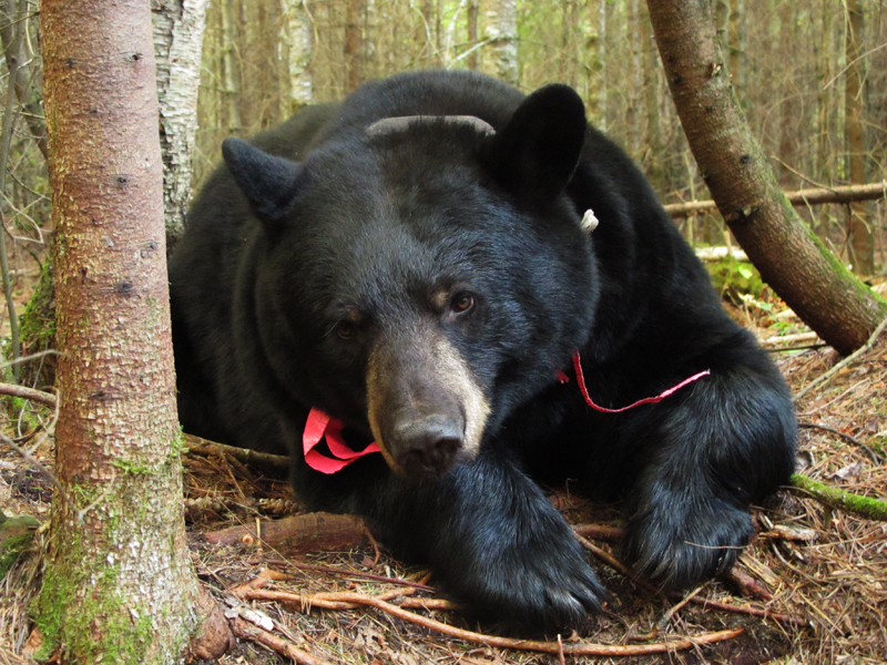 June resting near den - September 14, 2010