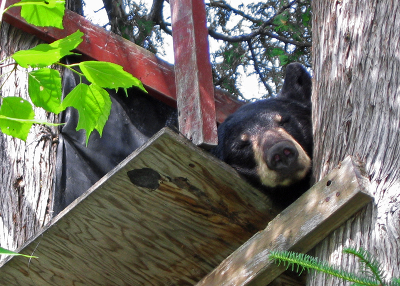 June_sleeping_in_tree_stand_-_20070803B