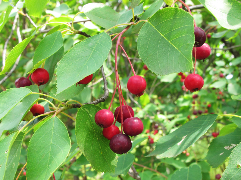 Juneberries - June 24, 2010