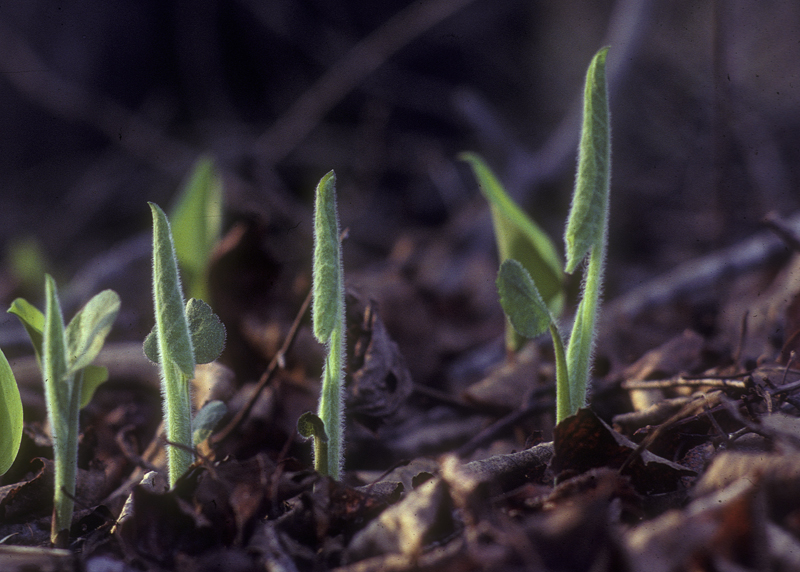 Large-leafed_aster_emerging_curled_5-80