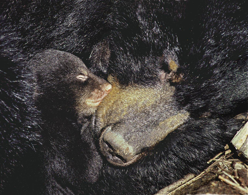 mother snuggled with cub