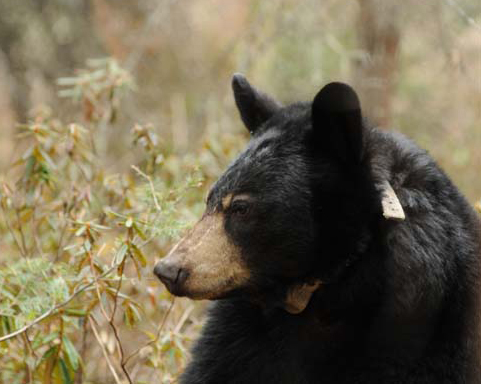 Lilly - April 1, 2010