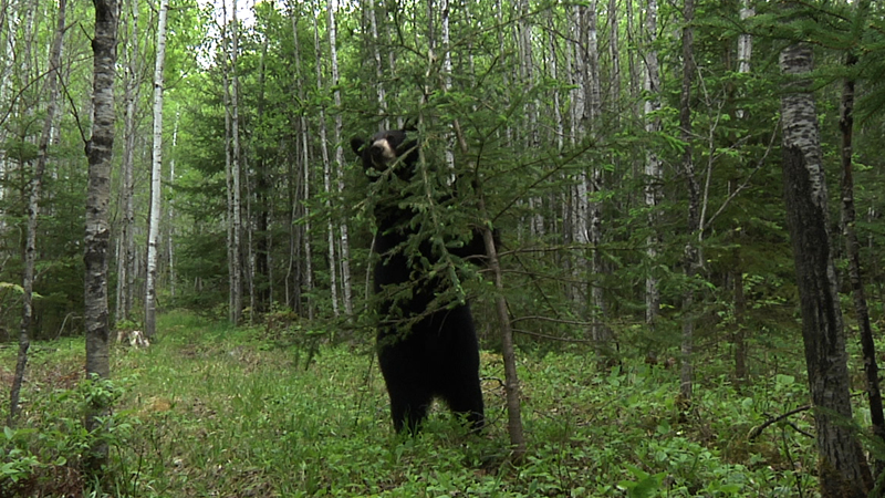 Lily checking another bear's scent