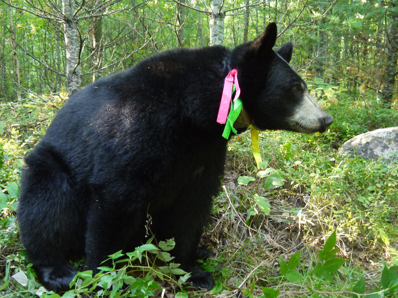 Lily - September 1, 2010