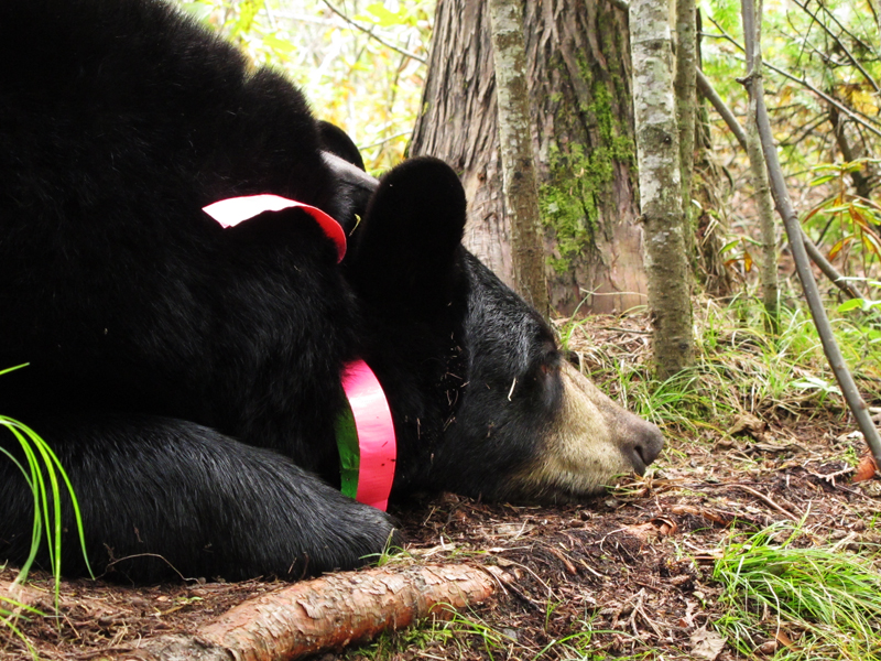 Lily - September 17, 2010