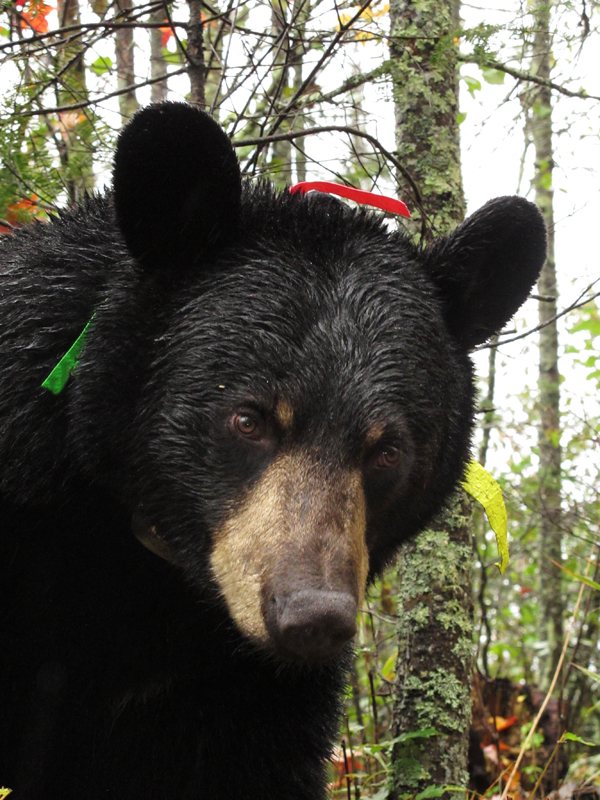 Lily - Sept 24, 2010