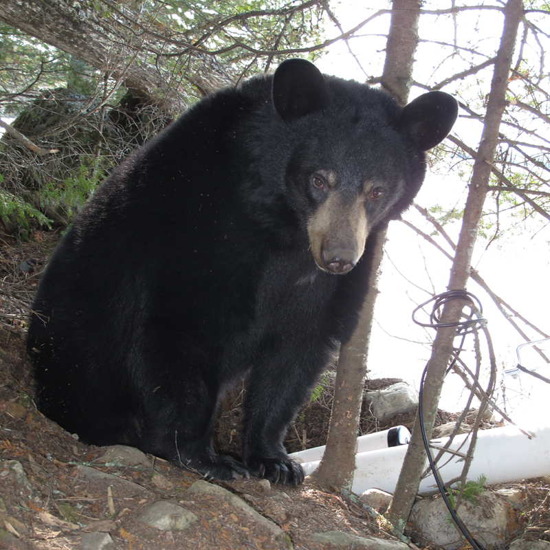 Lily - March 18, 2010