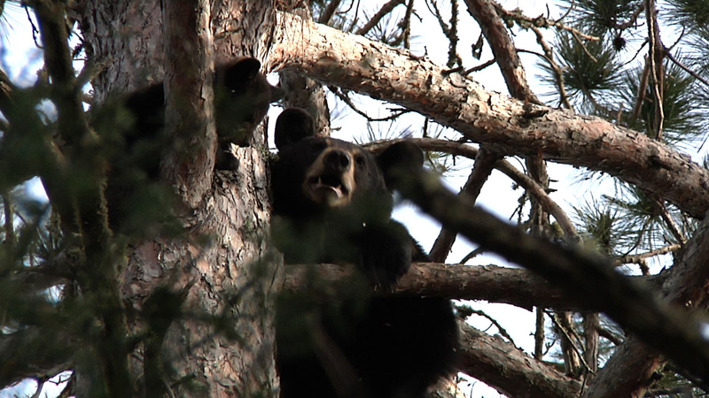 Lily & Hope in red pine