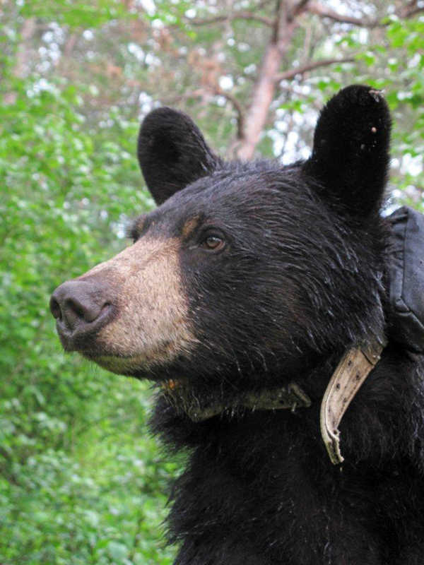Lily after rain - June 23, 2010