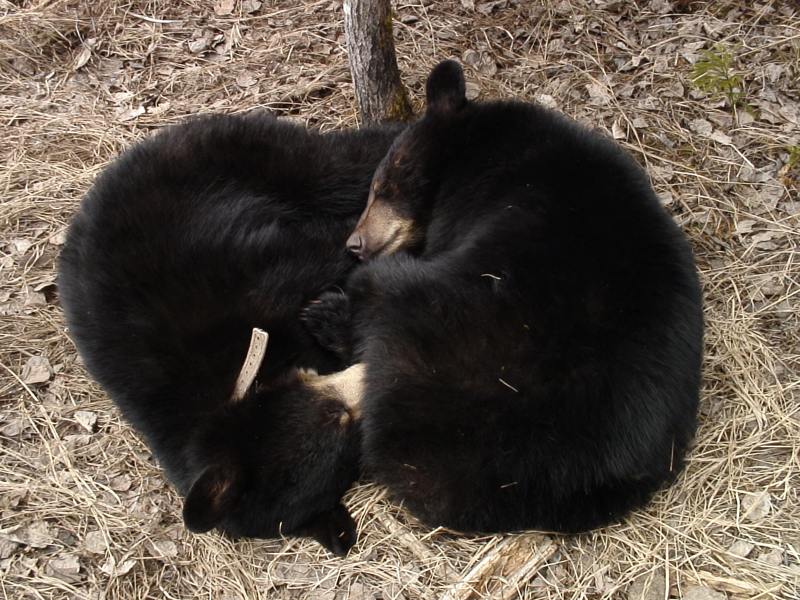 Lily and Cal as yearlings - April 21, 2008