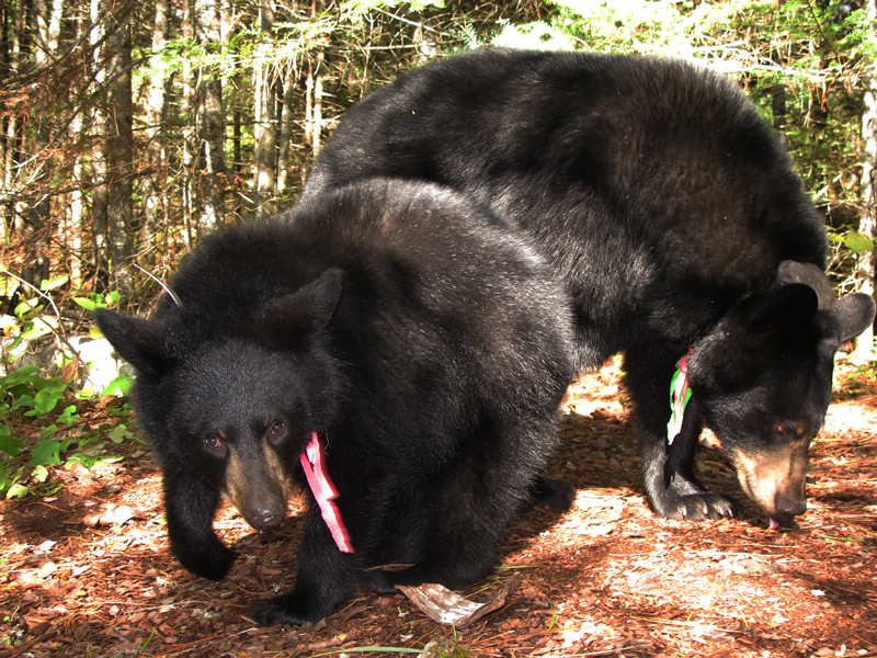 Lily and Hope - September 9, 2010