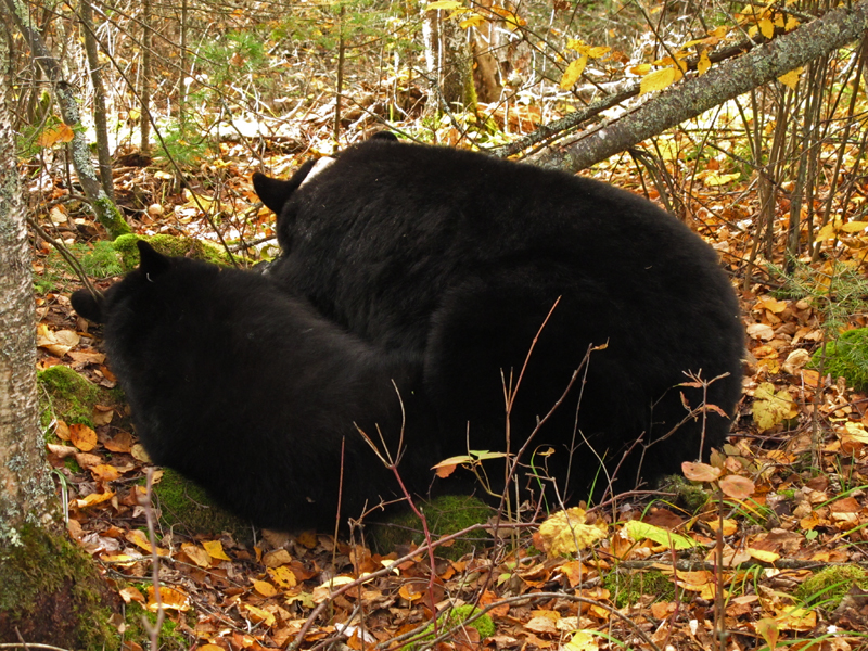 Lily and Hope - September 28, 2010