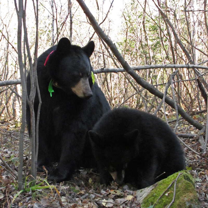 Lily_and_Hope_-_20101006_low