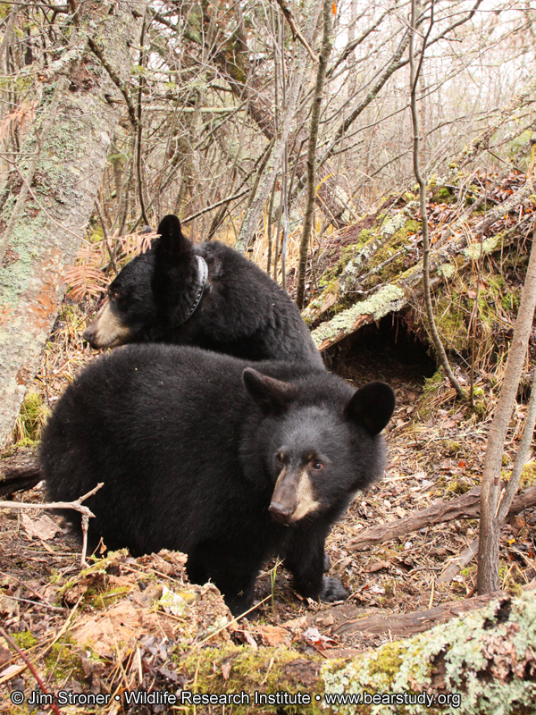 Lily_and_Hope_-_20101025