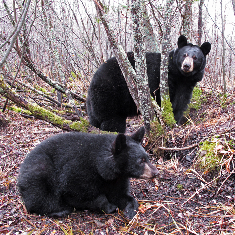 Lily_and_Hope_-_20101025B